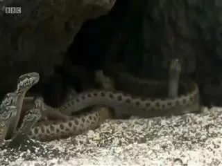 great escape of iguana from deadly snakes, video goes viral - Sakshi