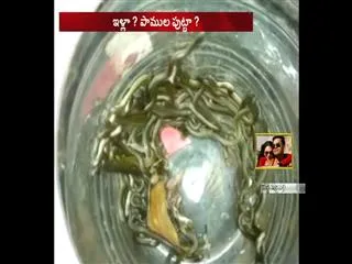 children cobra snakes - Sakshi