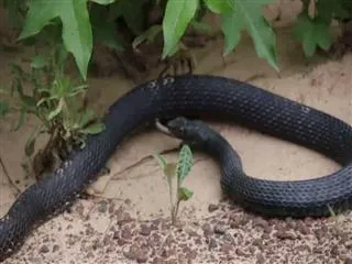Snake Regurgitates Another Snake That's Alive. Dare To Watch Video? - Sakshi