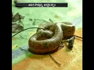Rare two headed snake found in Chhattisgarh - Sakshi