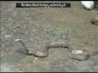 thousand snakes in The factory - Sakshi