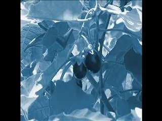 Star Raitu 17th December 2016 - Sakshi