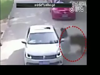 woman is dragged off by a Tiger after getting out of her car at a safari park - Sakshi