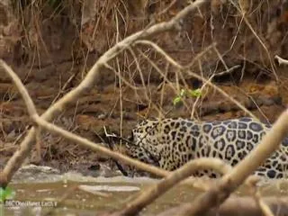 jaguar attacks and kills crocodile that is in water - Sakshi