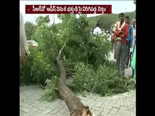 Devotees Escapes From Big Accident | Tree Fall In Tirumala - Sakshi