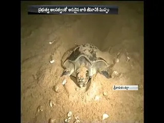 Olive ridley  tortoises in srikakulam beach - Sakshi
