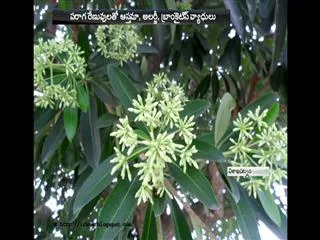 Remove Devi trees in Vizag - Sakshi