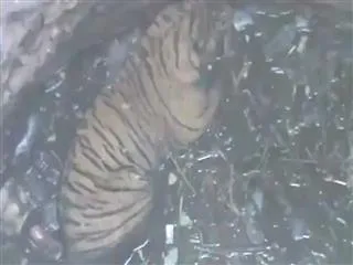 Ranthambores tigress T-83 Lightning falls into well, rescued - Sakshi