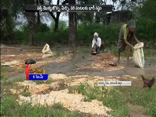 farmers loss due to rain in warangal district - Sakshi