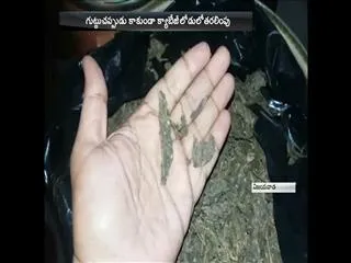 crore value marijuana seized by police - Sakshi