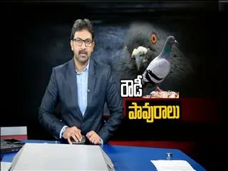 New problems with pigeons - Sakshi