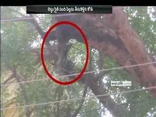 monkey game with baby pig in rayachoty - Sakshi