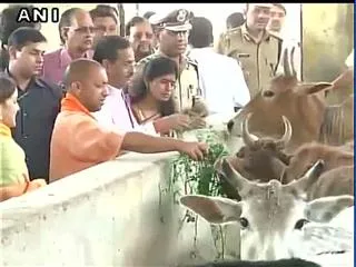 Yogi Adityanath to Visit Cow Shelter Run by Mulayam's Son Prateek yadav - Sakshi
