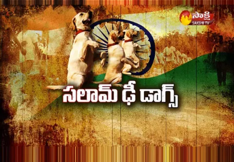 Special Edition || Salam The Dog - Sakshi
