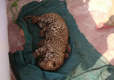 2 Cheetas died with current shock - Sakshi
