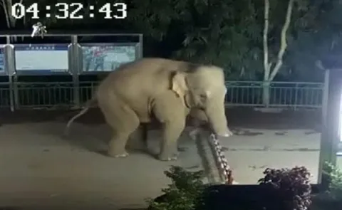 china elephant BOARDER Laos - Sakshi