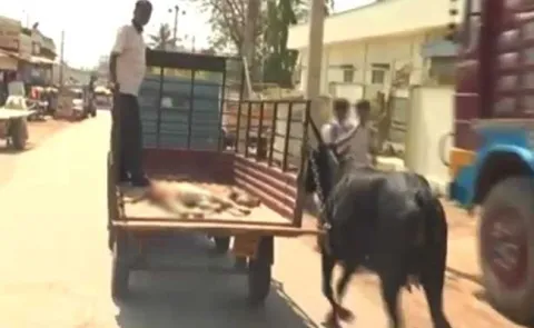 Cow follows injured calf up to hospital in karnataka - Sakshi