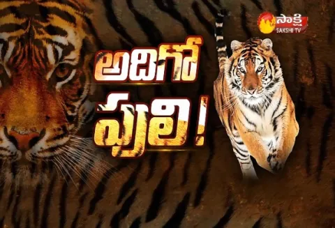  wildlife researchers count tigers - Sakshi
