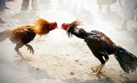 west zone task force raide on cock fight places - Sakshi