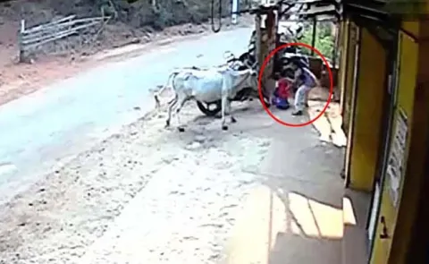 girl save her brother from cow in karnataka, video viral - Sakshi