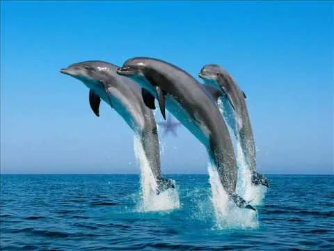 21 dolphins die after washing up on Mexico beach  - Sakshi