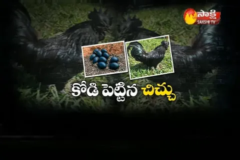 Madhya Pradesh and Chhattisgarh states  fighting over a breed of black-winged chicken - Sakshi