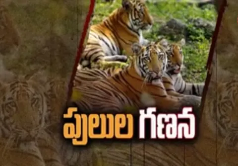 Tiger census ends in Telangana - Sakshi