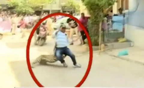 Leopard Strays Into Residential Area in Indore - Sakshi