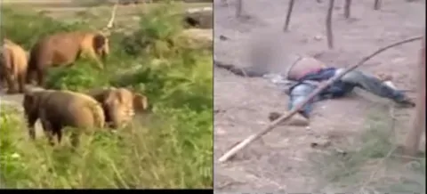 Man killed in elephant attack at Srikakulam - Sakshi