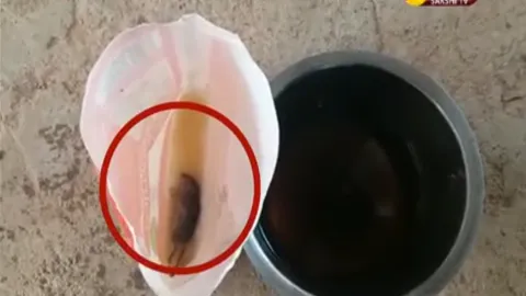 Rat Found In Cooking Oil Packet - Sakshi