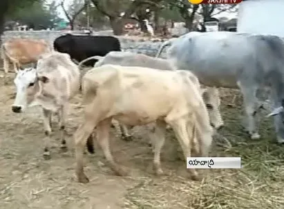 Grass Scandal in Yadadri - Sakshi