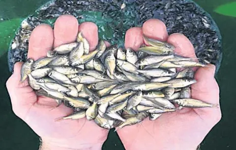 Rs 445 crore scam in the Fish farming - Sakshi