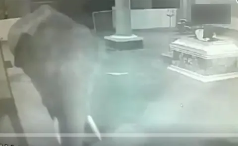 Elephant Entered Anubhavi Subramaniar Temple - Sakshi