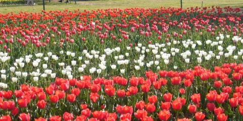 Tulip Flowers attracts Tourists in Srinagar - Sakshi