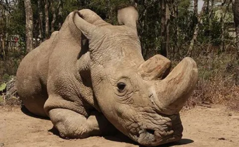World Last White Rhino on Deathbed - Sakshi