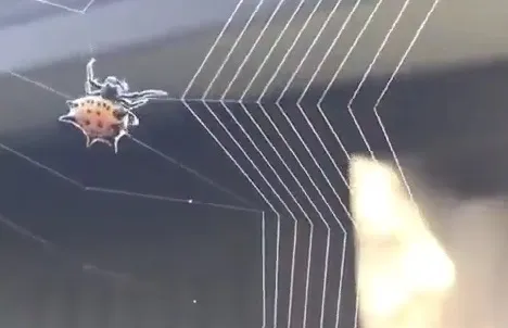 Spider Spinning Its Web - Sakshi