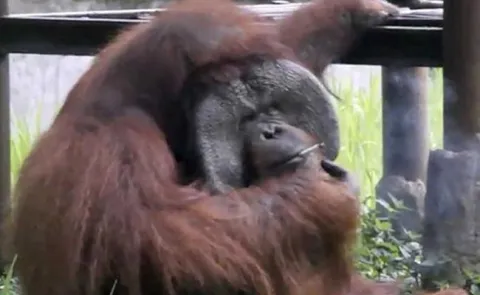 Orangutan Caught Smoking Cigarette On Camera - Sakshi