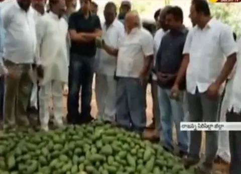 Rice Crops And Mango Farmers Loss With Rain - Sakshi