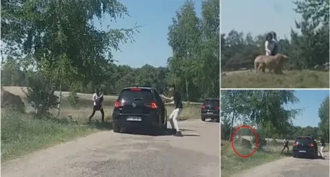 Family chased by cheetahs after getting out of car in Dutch safari park - Sakshi
