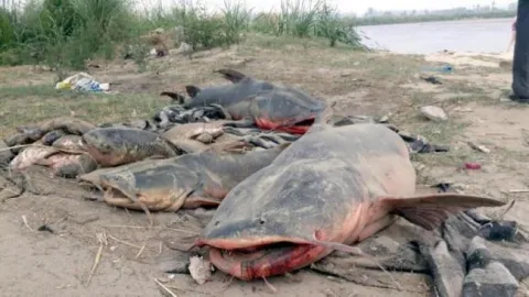 Large number of fish found dead in punjabs beas river - Sakshi
