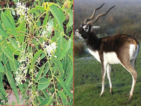 Four years after  Andhra Pradesh Government Announce state symbols - Sakshi