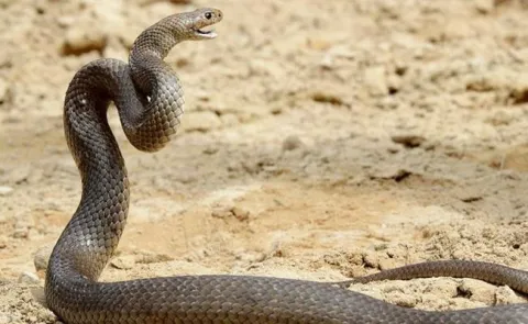 Snake Guard an amazing stick to protect farmers - Sakshi