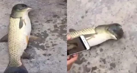 Fish with bird-shaped head caught in China - Sakshi