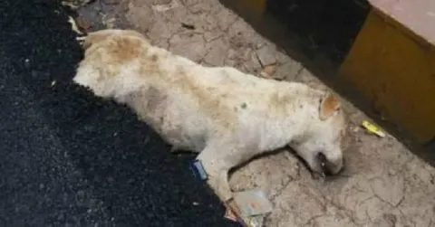 Agra Authorities Allegedly Construct Road On A Sleeping Dog - Sakshi