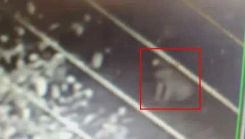 Tiger Halchal in Vizag - Sakshi