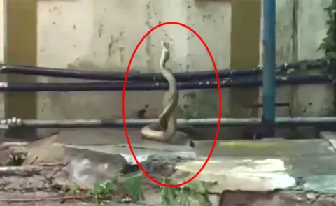 Snakes Hulchul In Telangana Assembly  - Sakshi