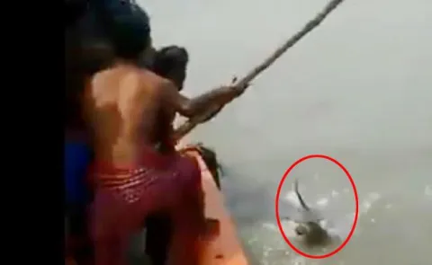 Sunderbans River- Fishermen Hound Tiger  - Sakshi