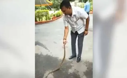 Video of Gujarat Congress Leader Subduing Snake Outside Home Goes Viral - Sakshi