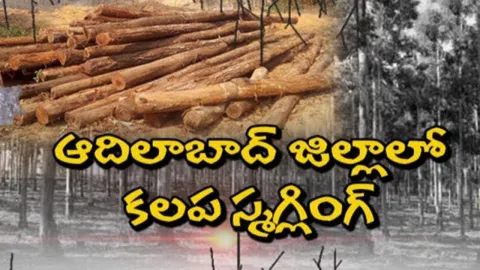Timber smugglers arrested in Adilabad - Sakshi