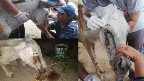 Political Workers Torture Donkey In Pakistan - Sakshi